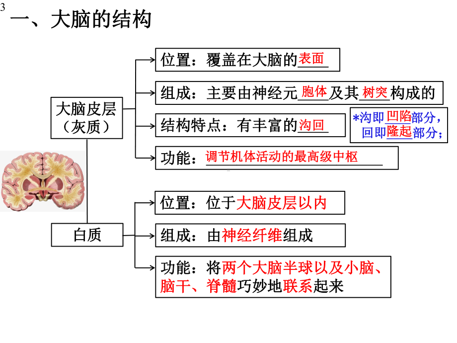 选择性必修1-第2章-第4节-神经系统的分级调节-课件(35张).pptx_第3页