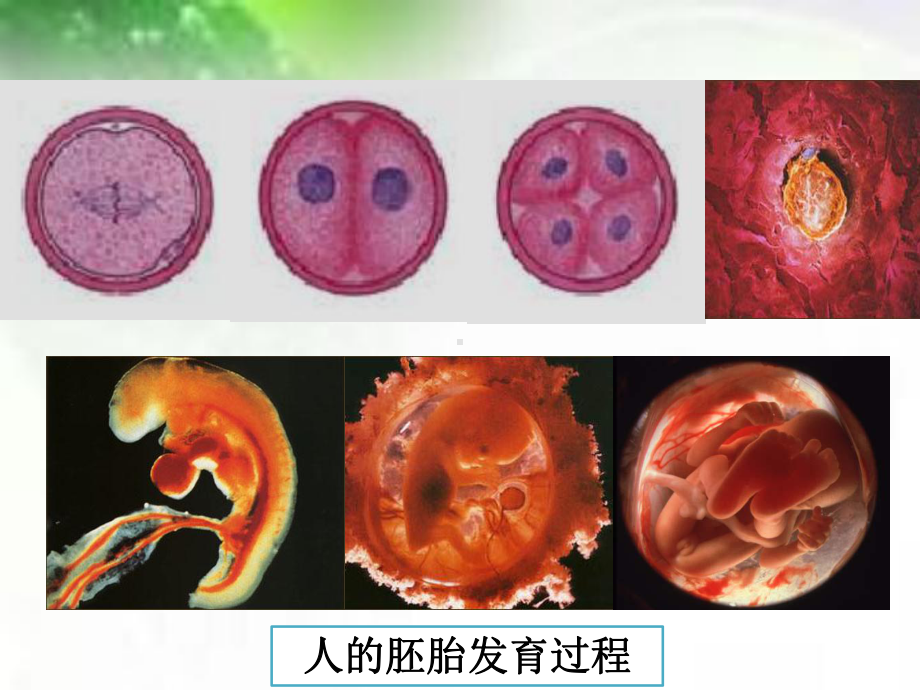 （人教版教材）细胞的分化完美版推荐1课件.ppt_第2页