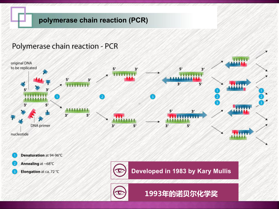 PCR技术在医学中的应用-课件.ppt_第3页