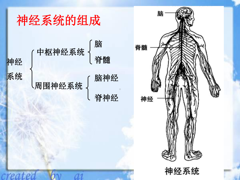 j高考生物一轮复习必修神经系统调节课件.pptx_第2页