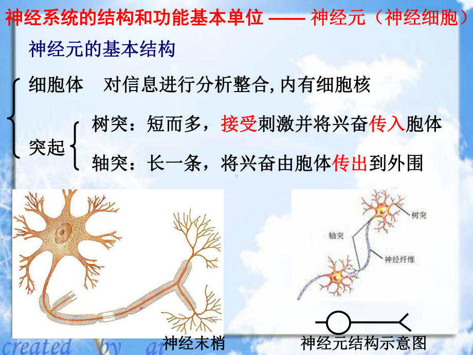 j高考生物一轮复习必修神经系统调节课件.pptx_第3页