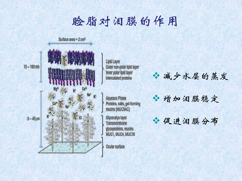 MGD诊断与治疗专家版课件.ppt_第3页