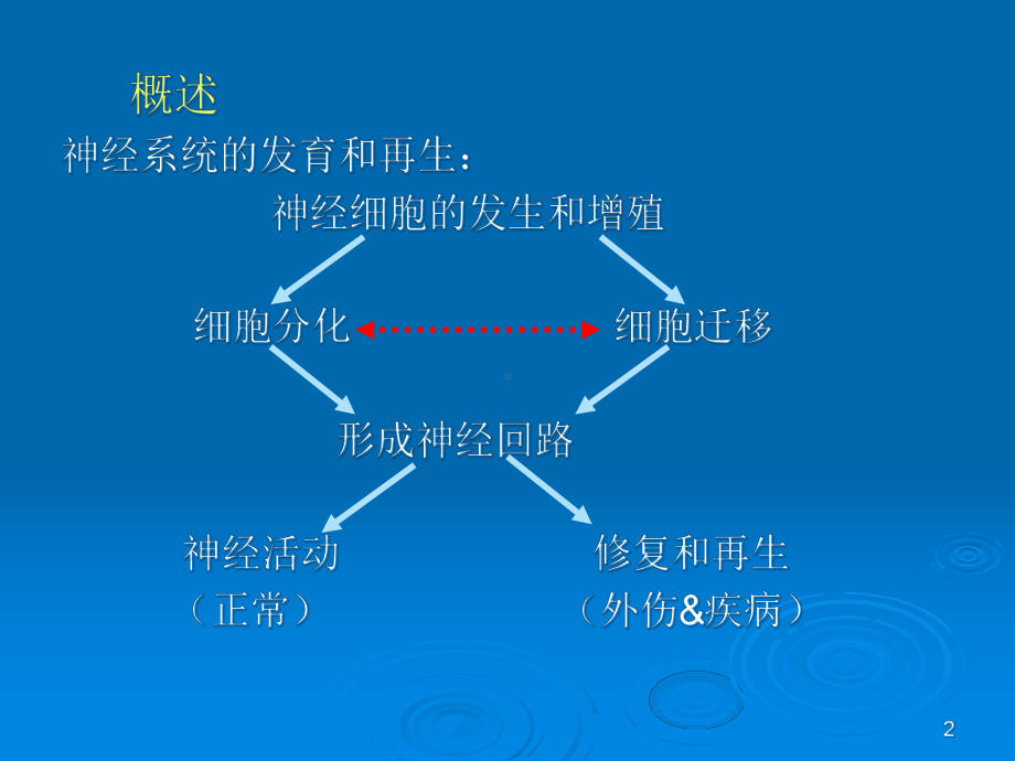 jc神经系统发育课件.ppt_第2页