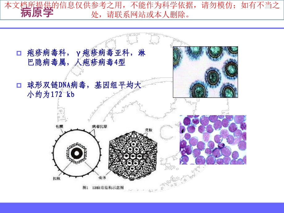 EB病毒检测技术进展和临床应用培训课件.ppt_第3页