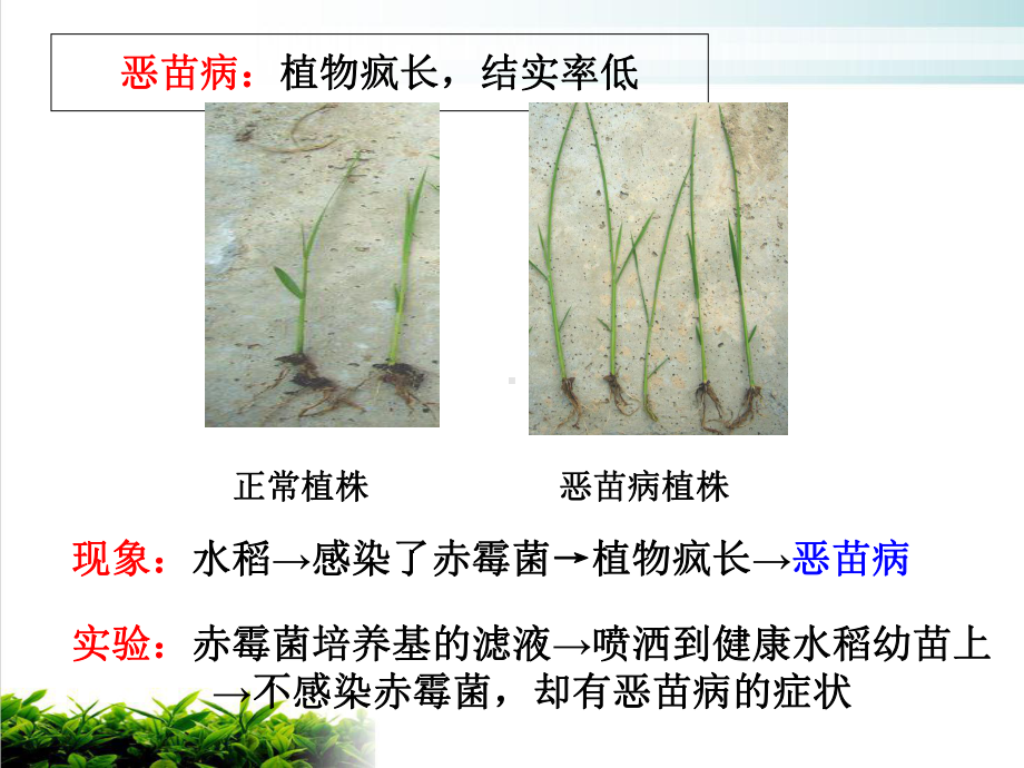 （新教材）人教版高中生物其他植物激素完整版2课件.ppt_第3页