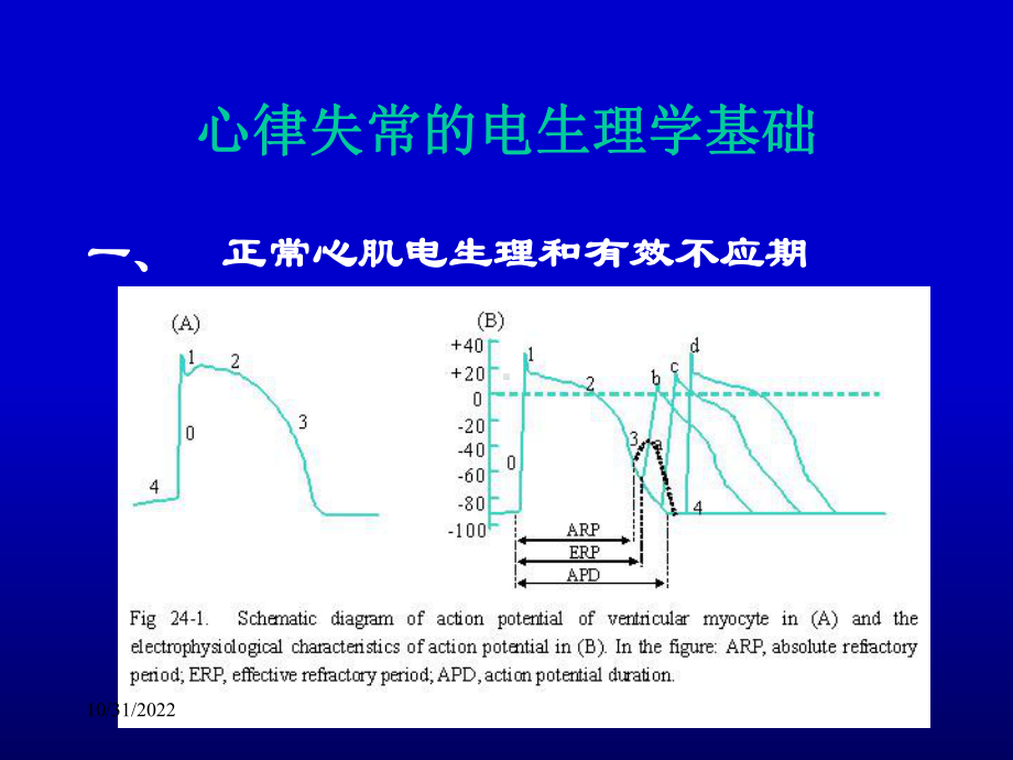 Pharmacology-Chapter-24颜光美药理学--抗心律失常药课件.ppt_第3页