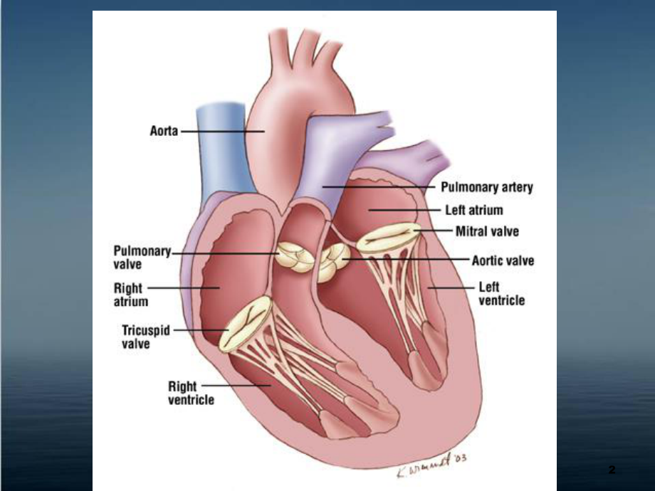 《内科学》心脏瓣膜病-课件.ppt_第2页