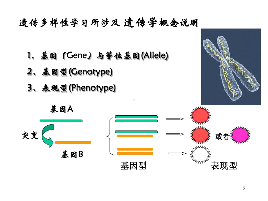 遗传多样性课件.ppt_第3页