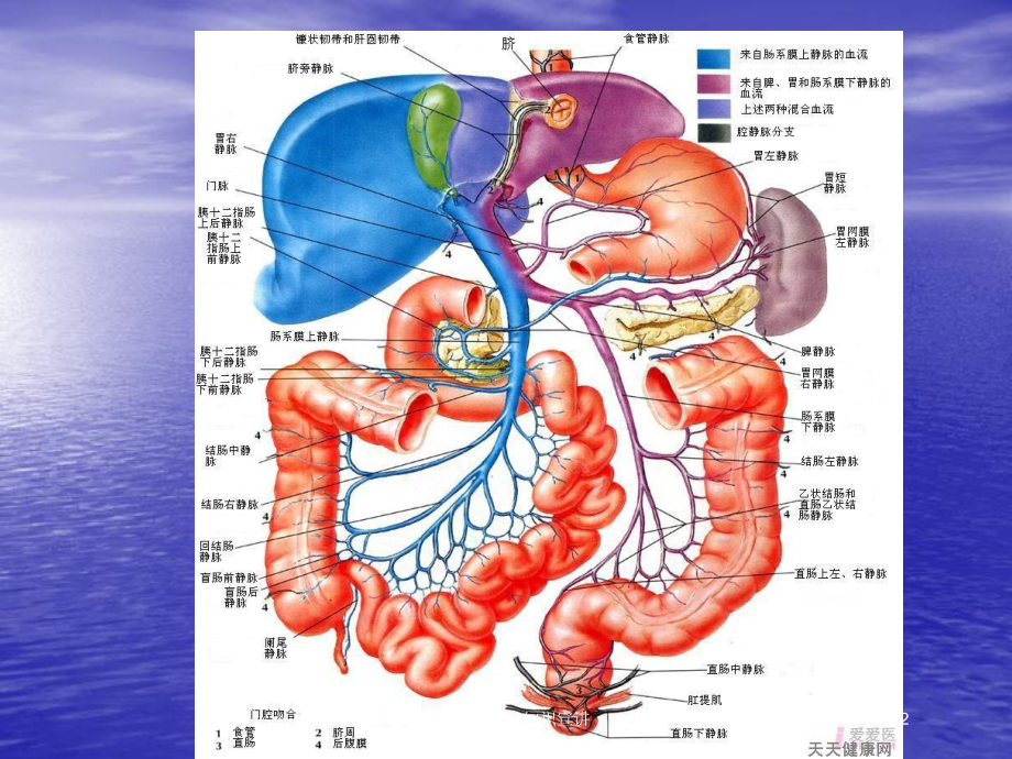 上消化道出血知识宣讲培训课件.ppt_第2页