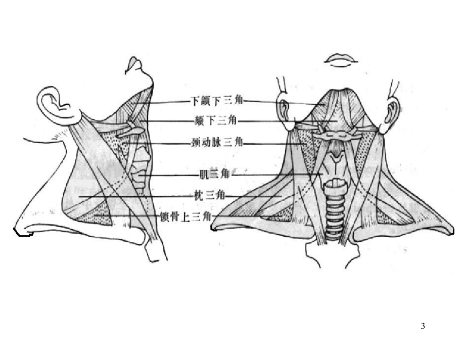 CT解剖颈部课件.pptx_第3页