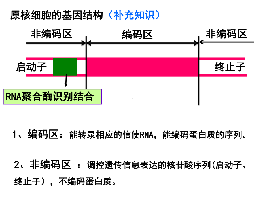 选修3高考一轮复习课件：第一讲：基因工程(27张).ppt_第2页