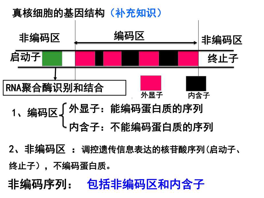 选修3高考一轮复习课件：第一讲：基因工程(27张).ppt_第3页