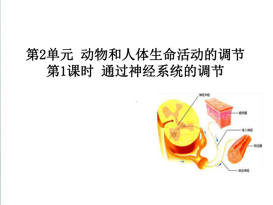 《通过神经系统的调节》精编课件.ppt_第1页