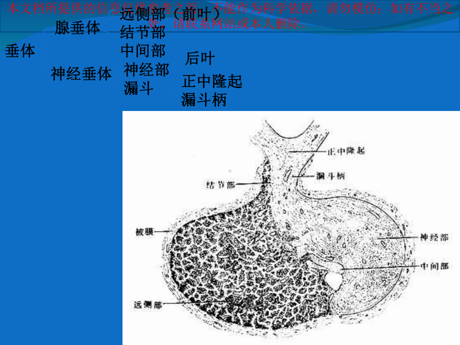 下丘脑和垂体培训课件.ppt_第1页