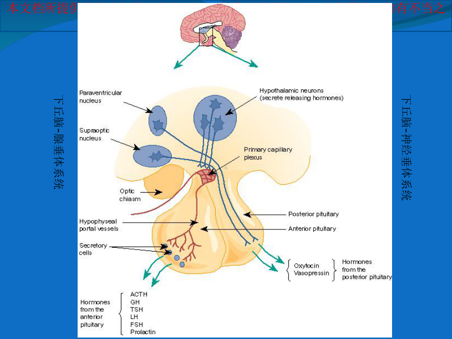 下丘脑和垂体培训课件.ppt_第3页