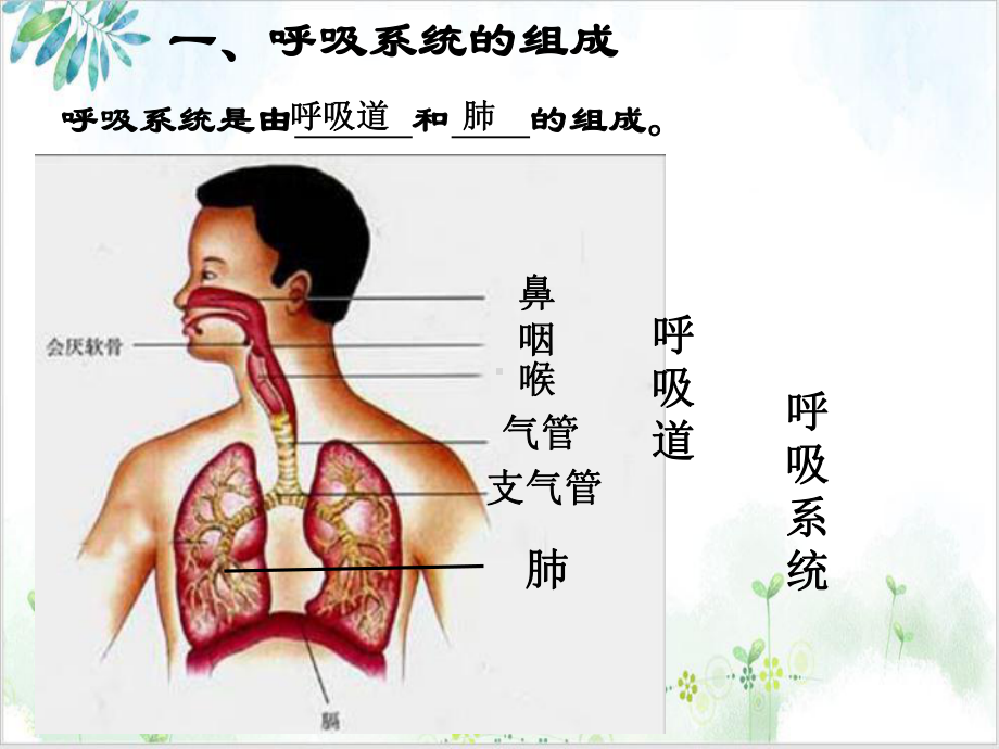 七级生物下册呼吸道对空气的处理培训课件.ppt_第3页