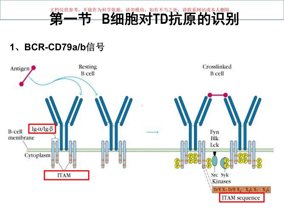 B细胞介导的体液免疫应答培训课件.ppt_第3页