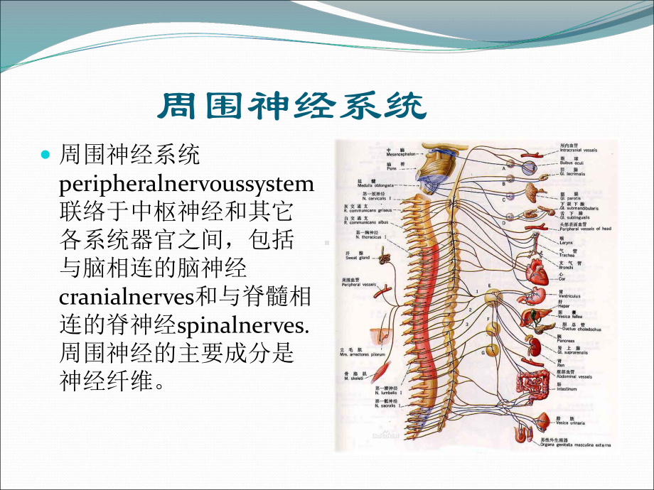 中枢性面瘫与周围性面瘫的区别教材课件.ppt_第3页