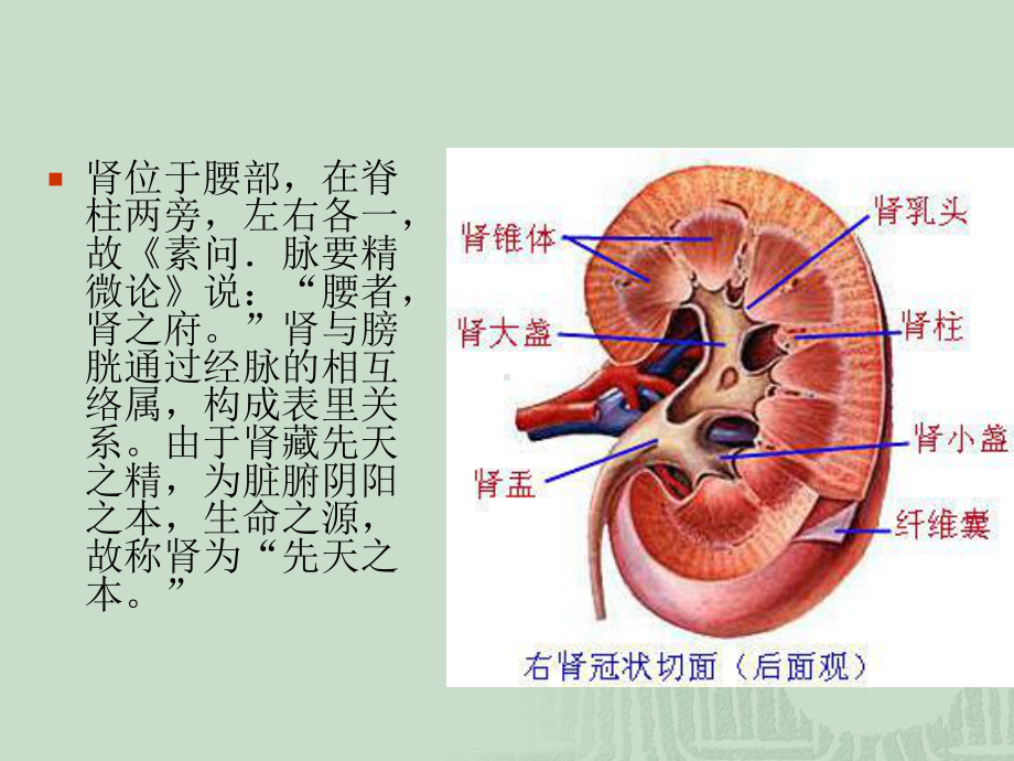 中医养生肾与膀胱课件.ppt_第2页