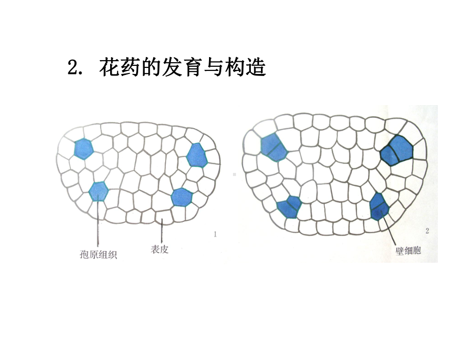 雌蕊的发育与结构课件.ppt_第2页