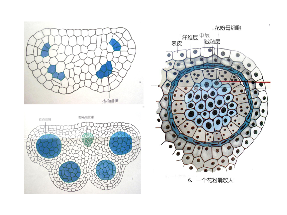 雌蕊的发育与结构课件.ppt_第3页