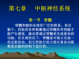 中枢神经课件.ppt