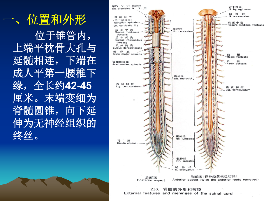 中枢神经课件.ppt_第2页