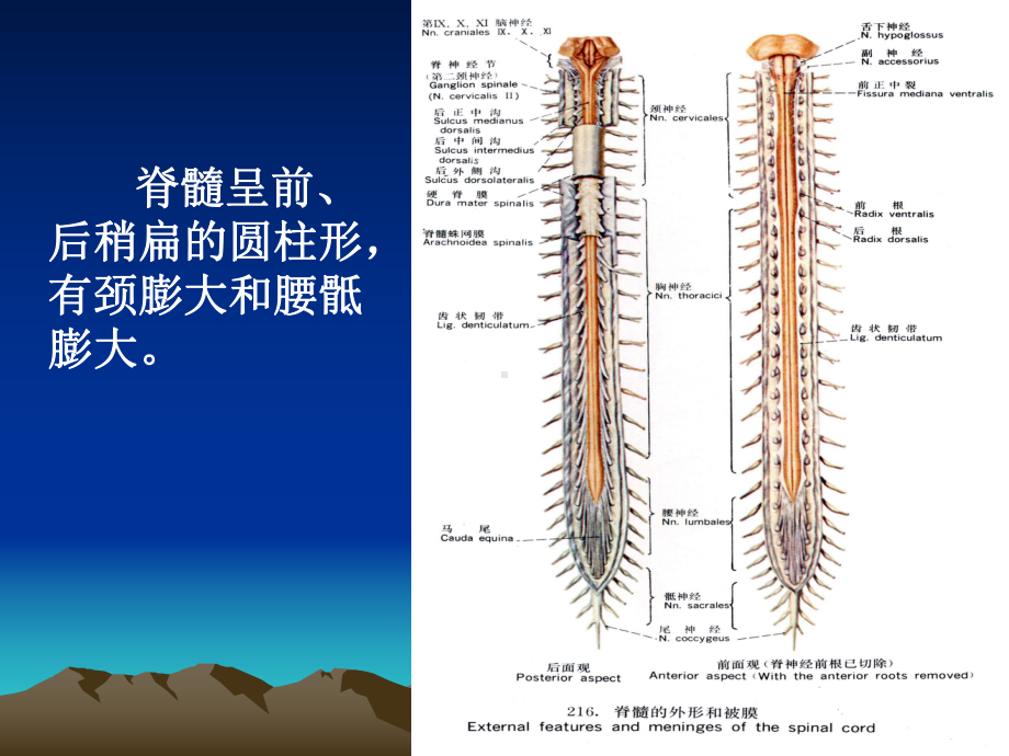 中枢神经课件.ppt_第3页