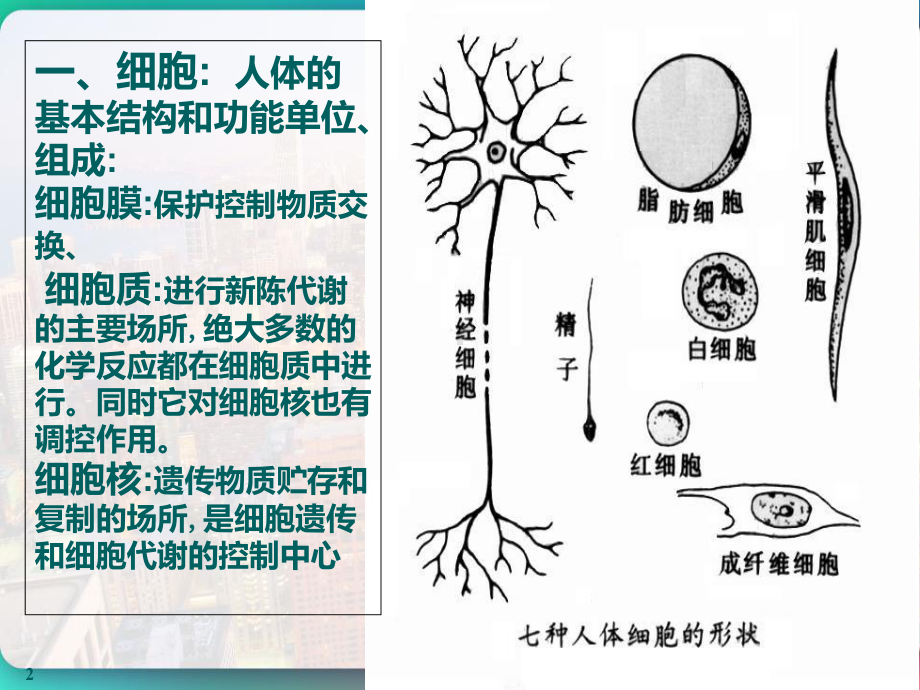 三四级医学基础-课件.pptx_第2页