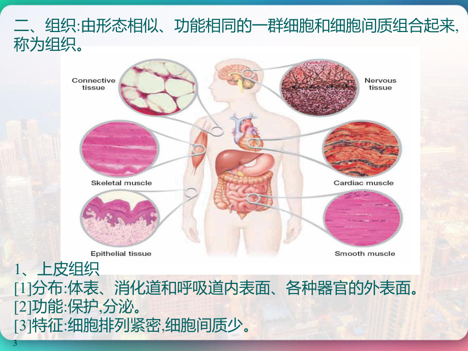 三四级医学基础-课件.pptx_第3页