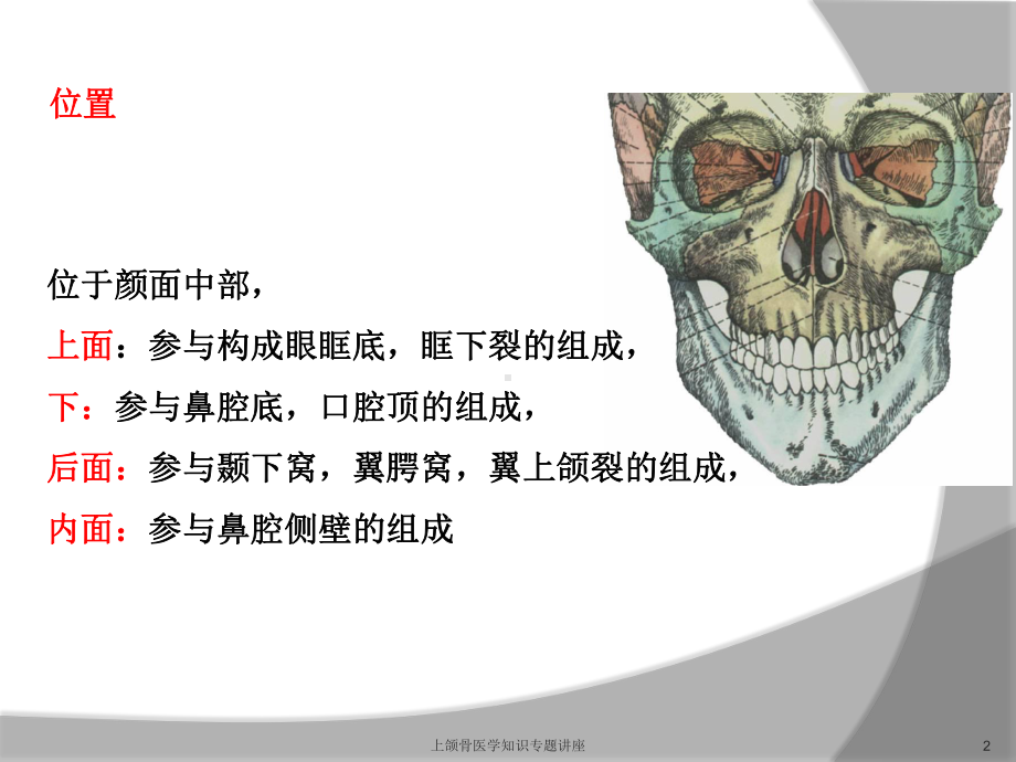 上颌骨医学知识专题讲座培训课件.ppt_第2页