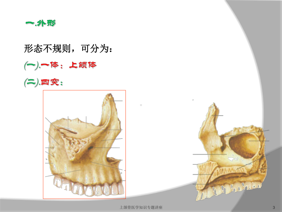 上颌骨医学知识专题讲座培训课件.ppt_第3页