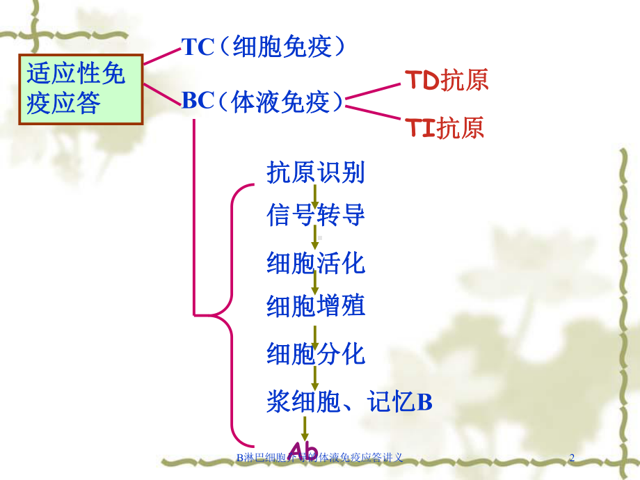 B淋巴细胞介导的体液免疫应答讲义培训课件.ppt_第2页