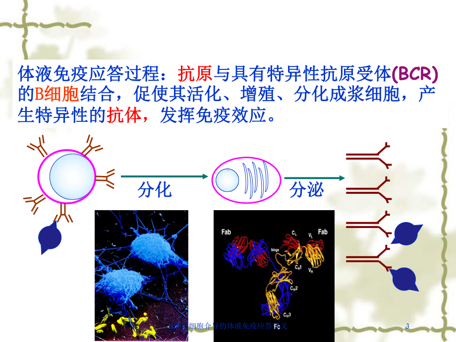 B淋巴细胞介导的体液免疫应答讲义培训课件.ppt_第3页