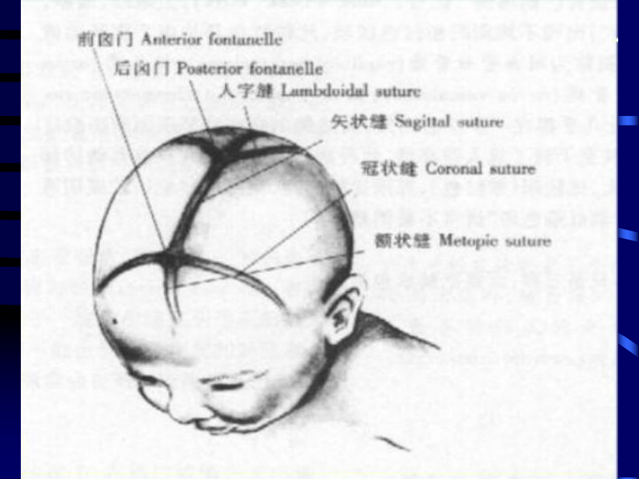 临床医学概论头颈部课件.ppt_第2页