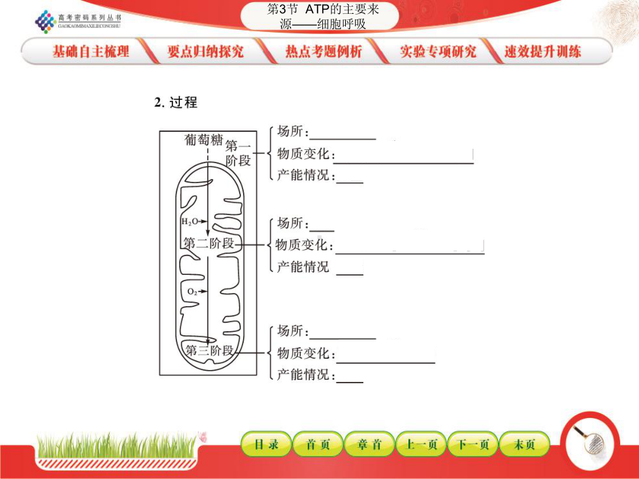 (人教版)第2节ap的主要来源-细胞呼吸课件.ppt_第3页