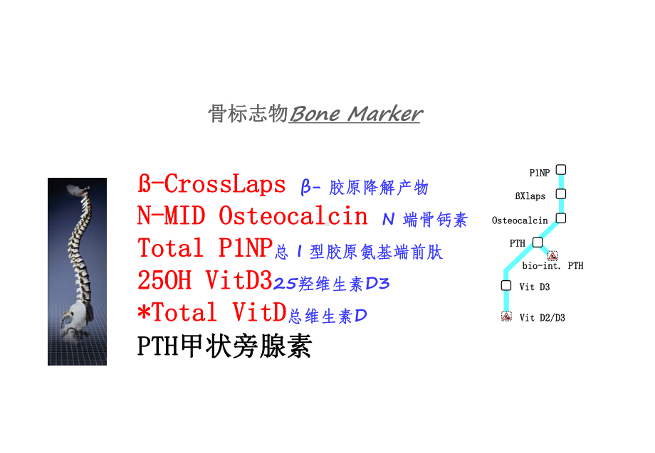 (医学)骨标志物临床应用教学课件.ppt_第1页