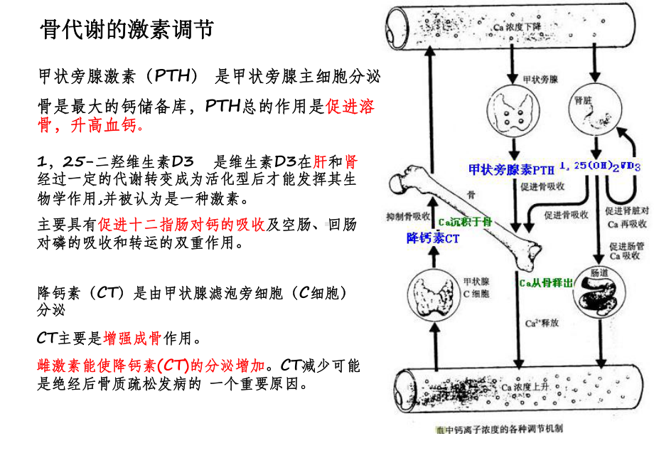 (医学)骨标志物临床应用教学课件.ppt_第2页