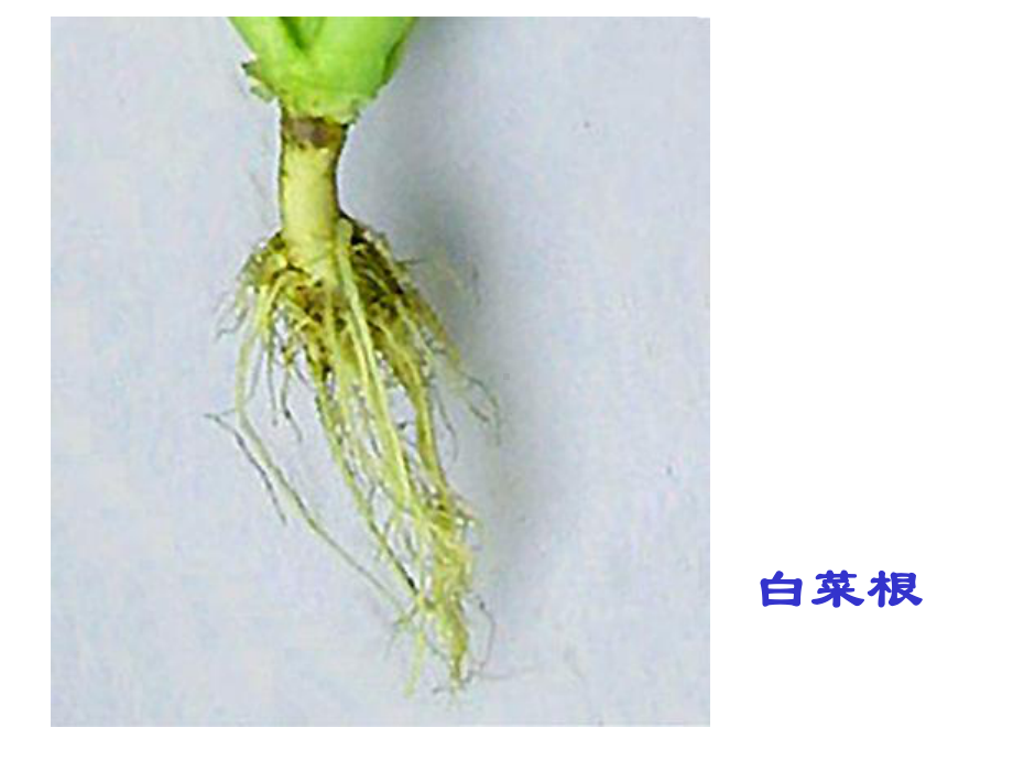 青岛版小学科学四年级上册《植物的根》课件.ppt_第3页