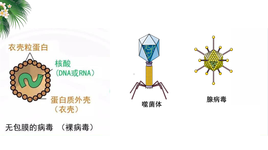 高中生物精品资源高三-生物复习-病毒专题-课件.pptx_第3页