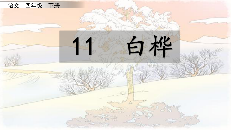 部编版四年级下册语文11-白桦课件.pptx_第3页