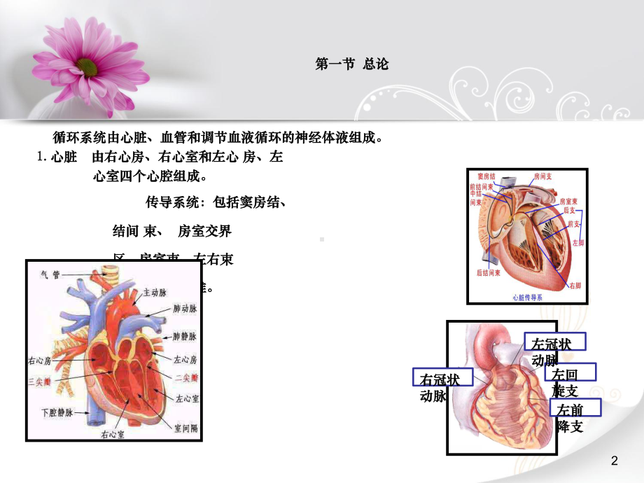 专升本2《内科护理学》(循环)课件.ppt_第2页