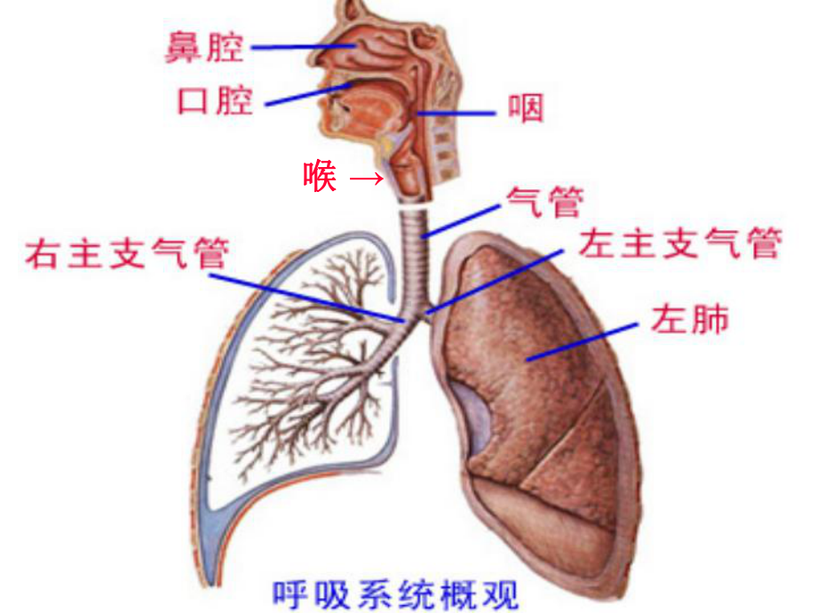 上感支炎哮喘课件.ppt_第3页