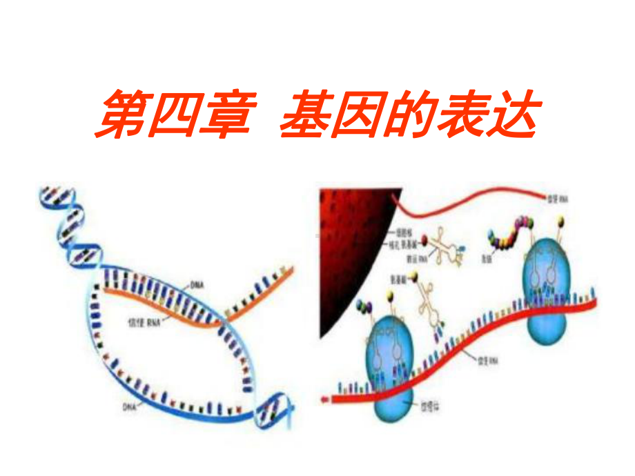 高中生物人教版必修二第四章基因的表达复习(共20张)课件.pptx_第1页