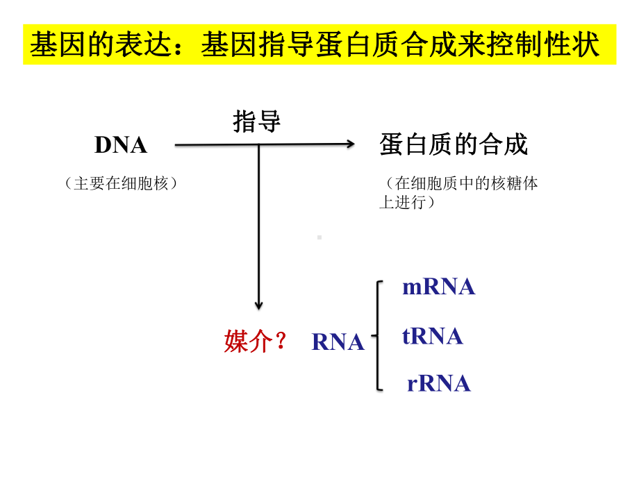 高中生物人教版必修二第四章基因的表达复习(共20张)课件.pptx_第2页