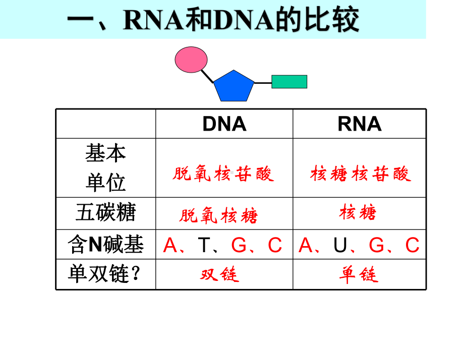 高中生物人教版必修二第四章基因的表达复习(共20张)课件.pptx_第3页