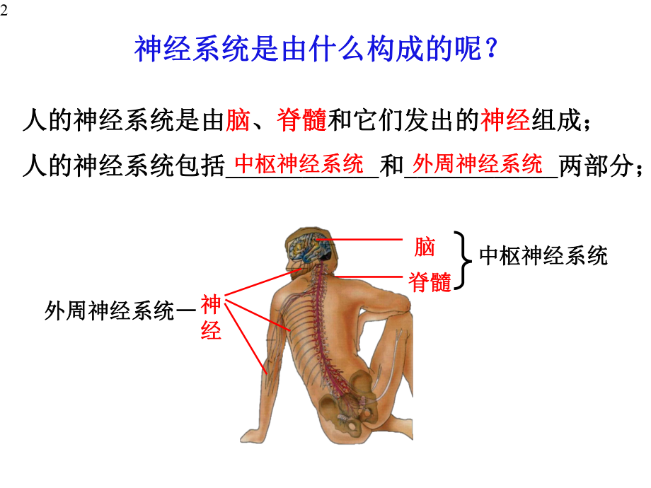 选择性必修1-第2章-第1节-神经调节的结构基础-课件(35张).pptx_第2页