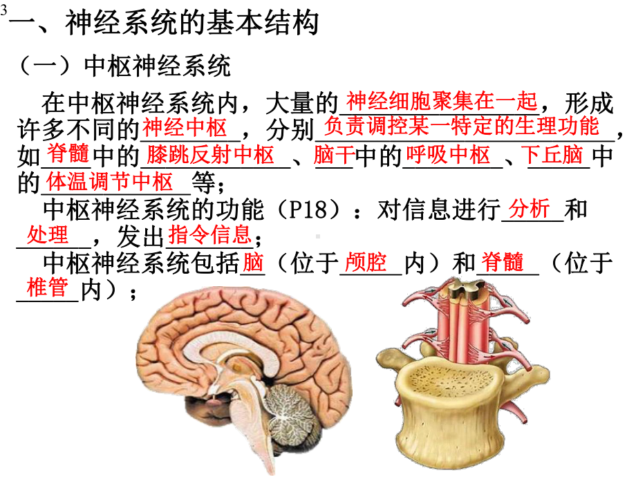 选择性必修1-第2章-第1节-神经调节的结构基础-课件(35张).pptx_第3页