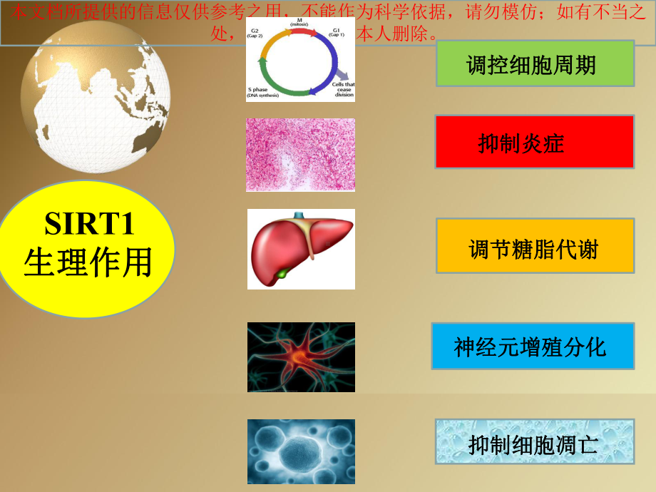 sirt和肝脏疾病综述讲解培训课件.ppt_第3页