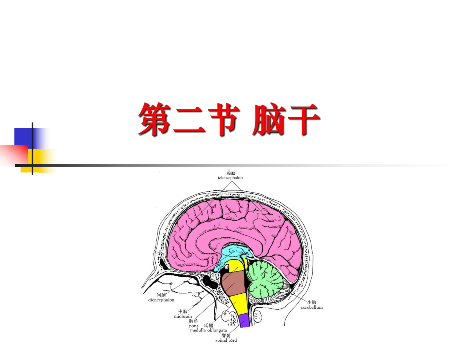 中枢神经2课件.pptx_第1页